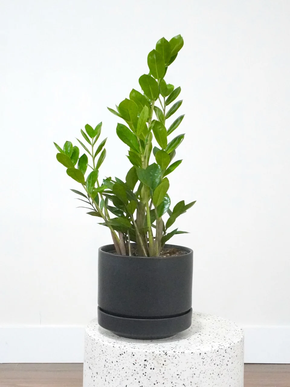 Most Popular Plants